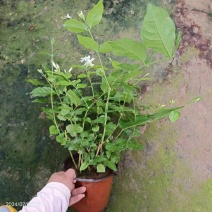 笔尖茉莉花苗颜色好看又香5颗20元包邮