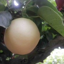 山东精品丰水梨大量有货价格优惠质量保证欢迎咨询！