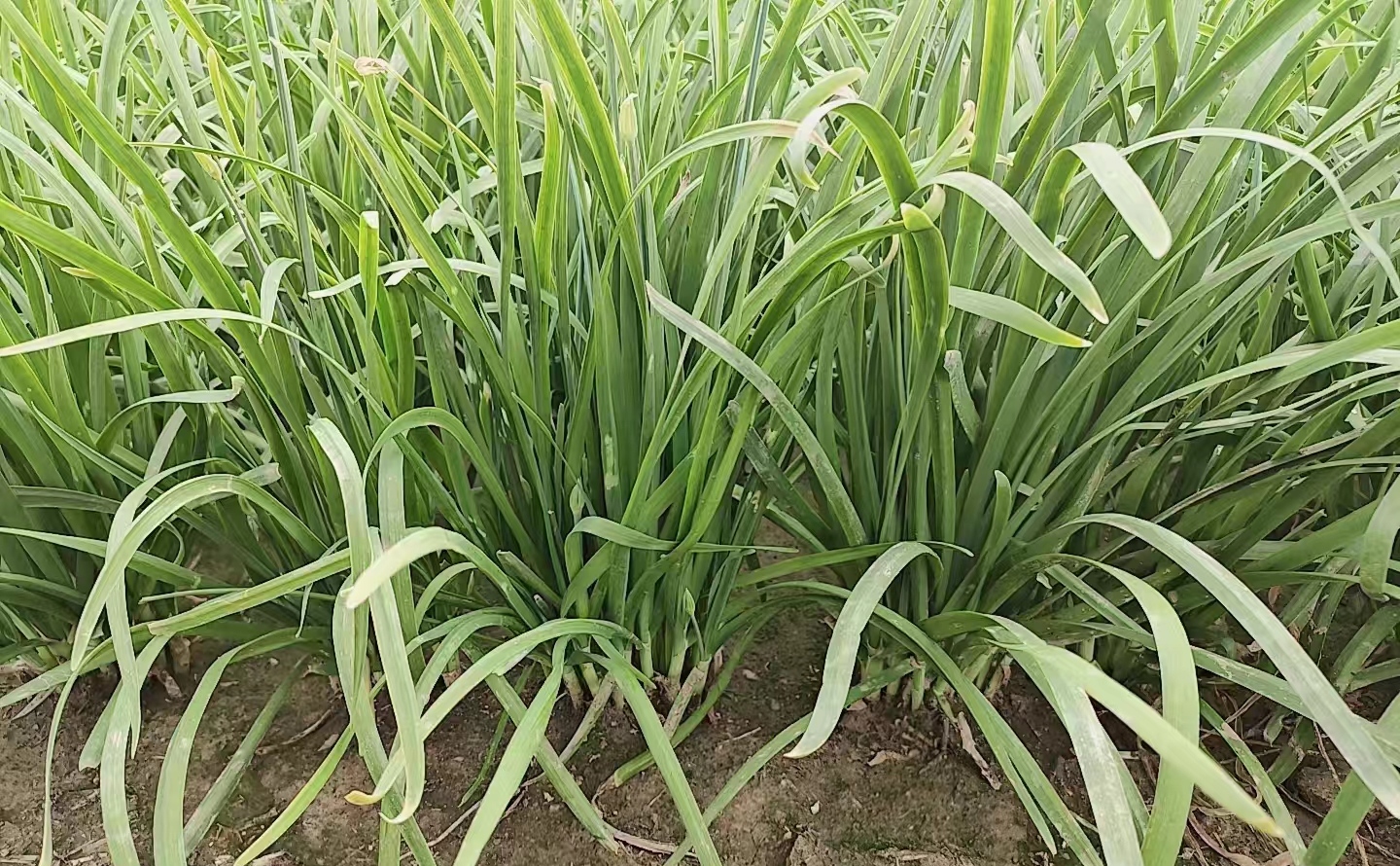 长得和韭菜一样的草对比图
