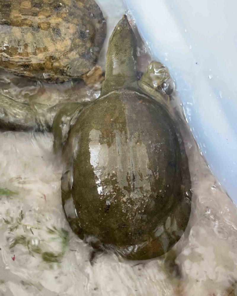 山东青岛即墨区鳖 110.00元/斤甲鱼