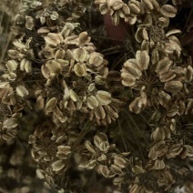 白芷种子