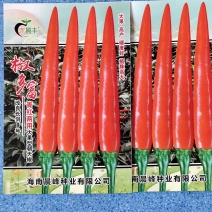 单生大果青红两用朝天椒长势强硬度好品种保证厂家发货