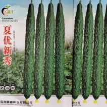 黄瓜种子夏优新秀瓜条顺直把短耐高温长势强厂家发货品质保证