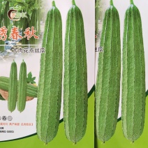 早熟花点丝瓜肉厚头尾均匀耐寒性能好稍耐热厂家直发品质保正