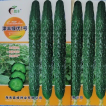 津丰绿优1号耐热油亮绿肉瓜条顺直把短一手货源品质保证