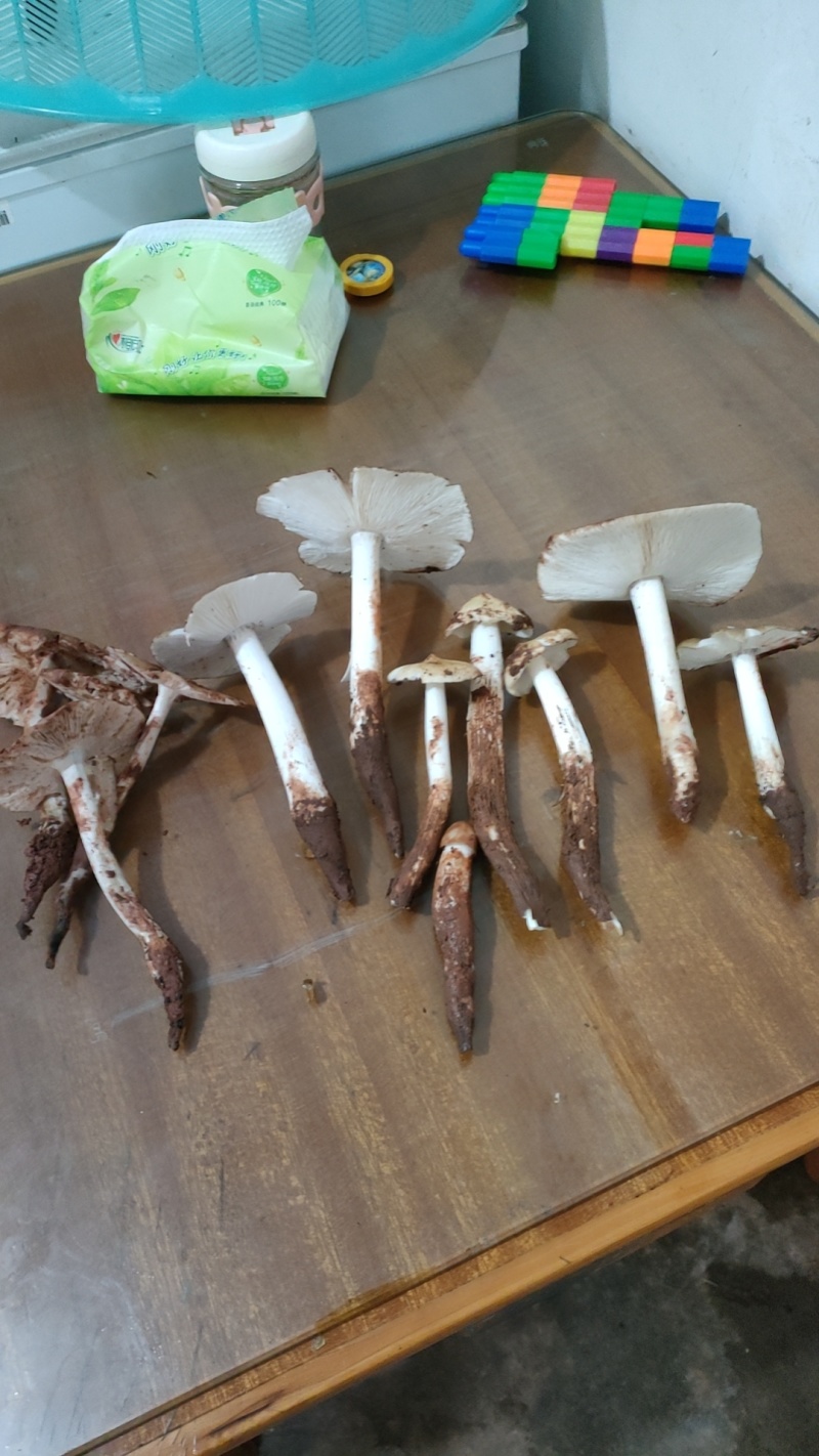 斗鸡菇