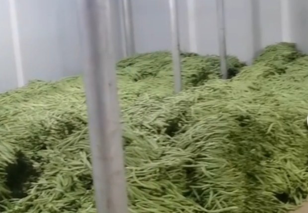 四季豆与刀豆的主要产地分布图