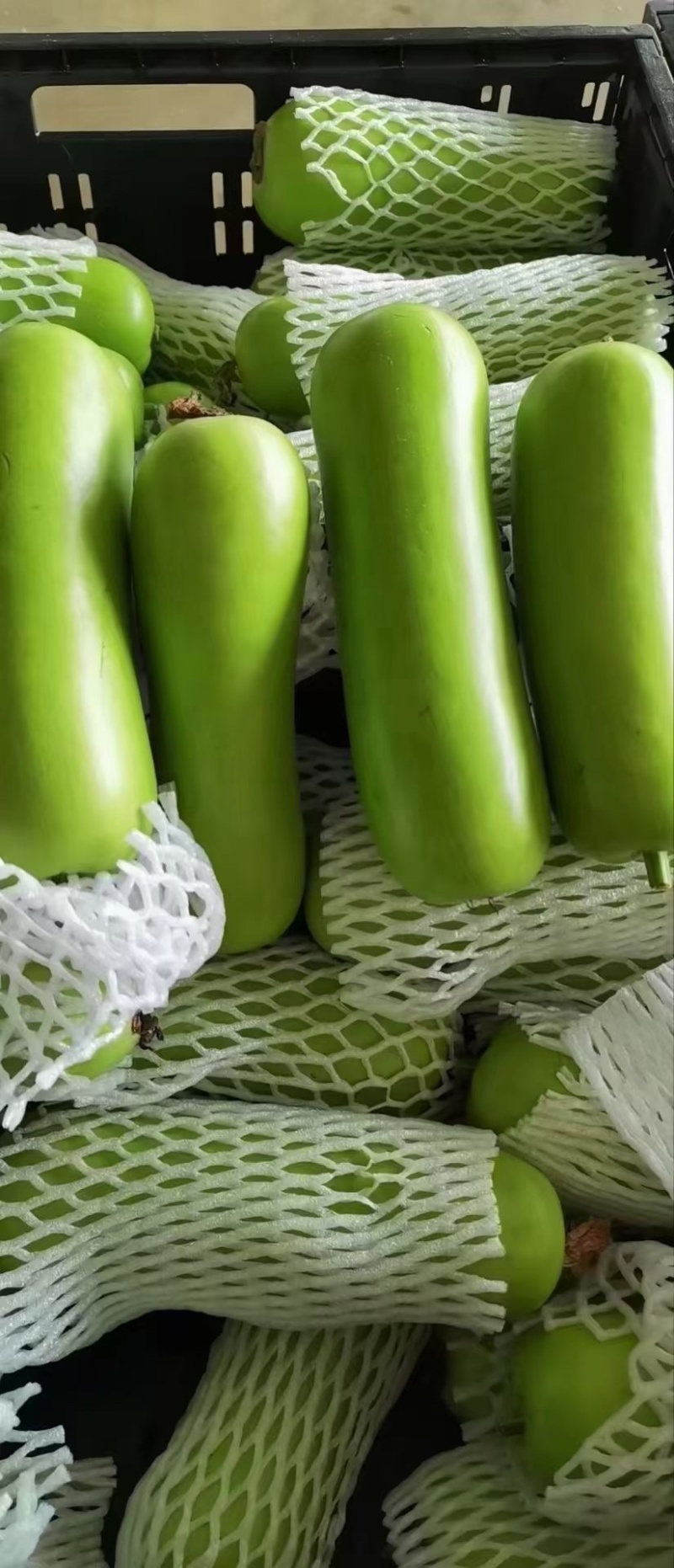 瓠瓜白瓜胡子瓜大量上市
