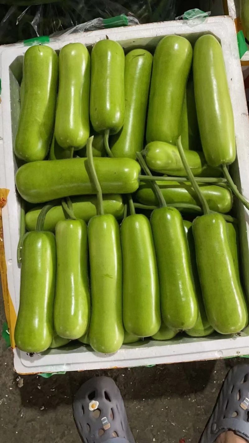 瓠瓜白瓜胡子瓜大量上市