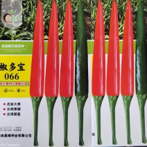 全新改良长把大果型朝天椒光滑顺直坐果能力强品质保证厂家发