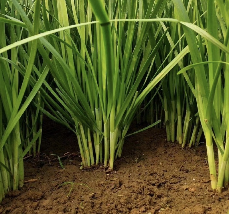 地皮菜炒韭菜成品图