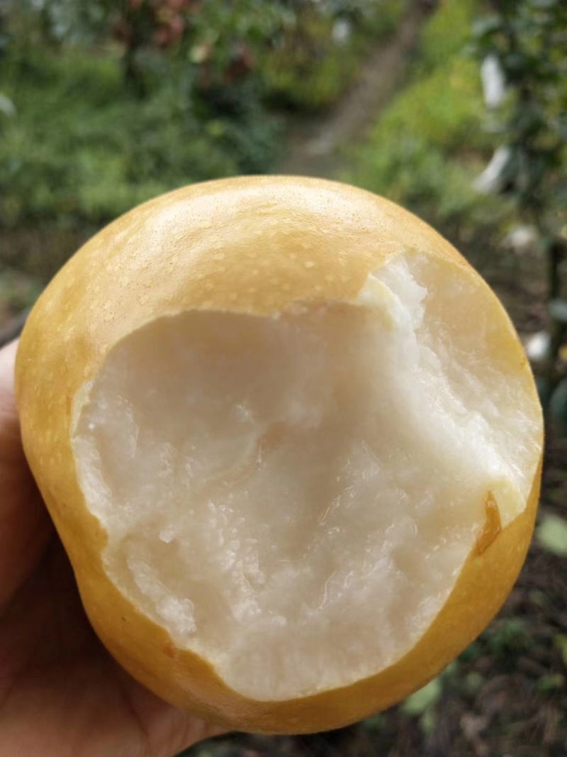圆黄梨丰水梨果园自产现摘现批发