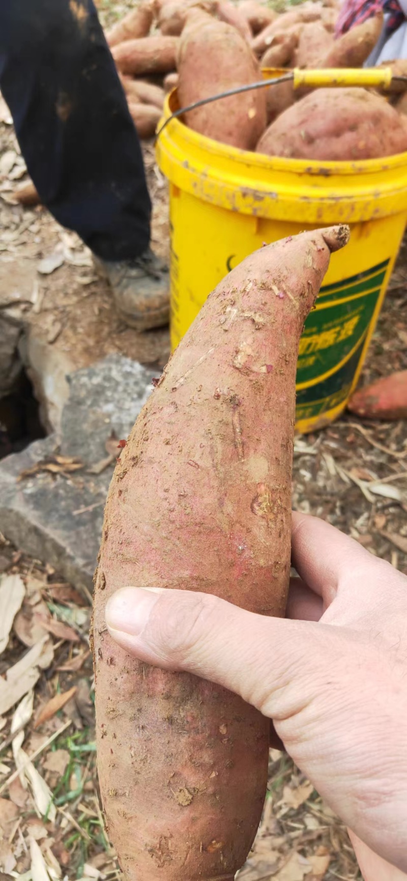 洛阳精品红薯西瓜红,商薯19洛薯13产地直供价格合理