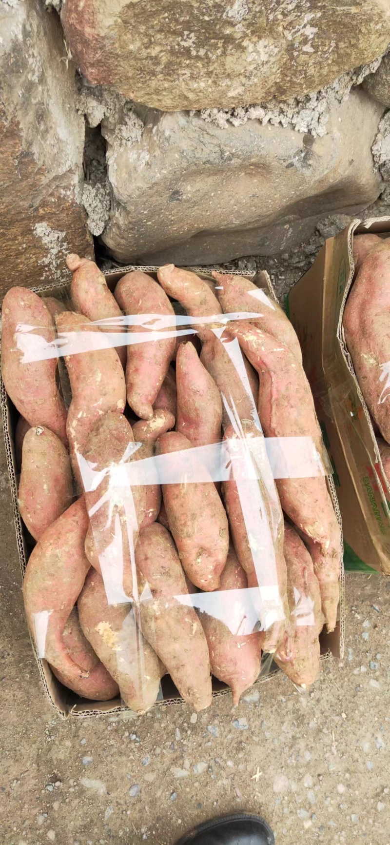 洛阳精品红薯西瓜红,商薯19洛薯13产地直供价格合理