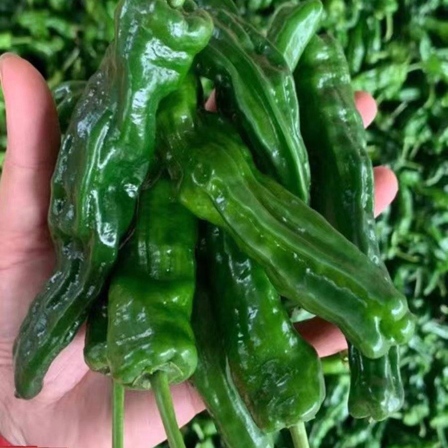 [小皱皮辣椒批发]湖北宜昌宜都市鲜辣椒 1.00元/斤小皱皮辣椒 _ 一亩田