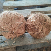 越南毛椰子