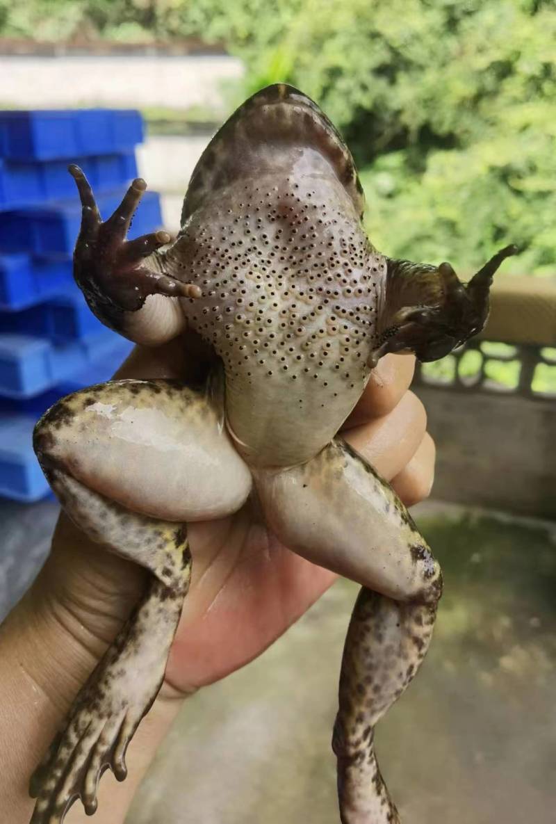 广西桂林永福县青蛙 140.00元/斤石蛙