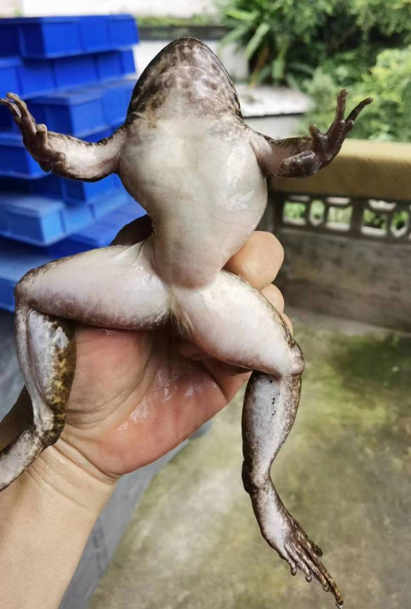 广西桂林永福县青蛙 140.00元/斤石蛙