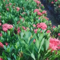 龙船花小杯中杯产地直发质量保证欢迎老板来电咨询合作