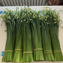 韭菜苔现货大量上市，优质一手货源，诚信合作。