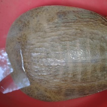 甲鱼
