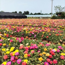 半枝莲太阳花