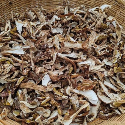 >全国行情>白乳牛肝菌价格行情>四川广元白乳牛肝菌产地行情>野生