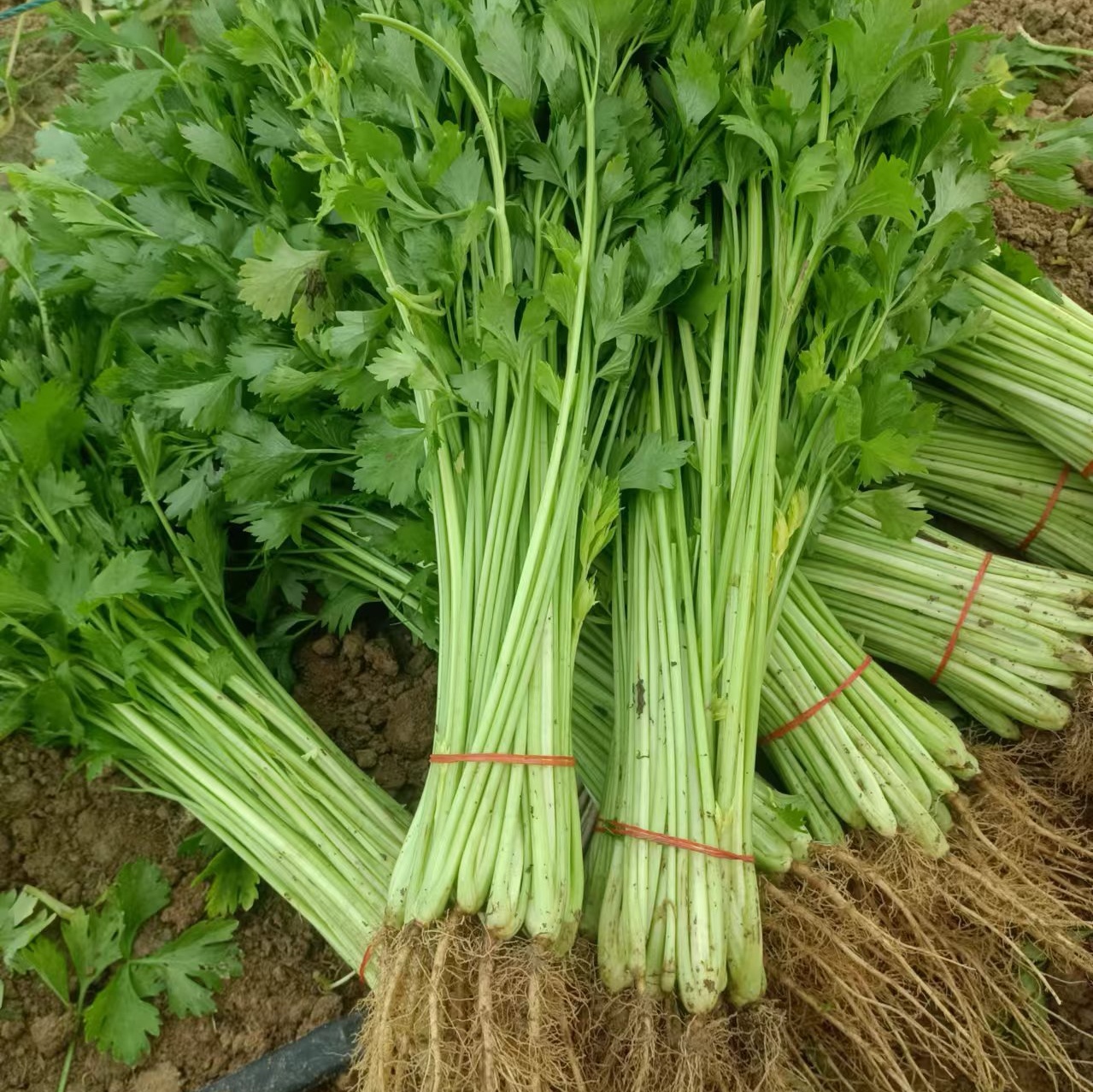 多名工人在田间采收黄心毛芹,动作熟练地割下植株并去除老叶,旁边堆放着已捆扎好的新鲜毛芹,每捆大小均匀,心叶金黄,地面整洁无泥,体现规范化采后处理流程 黄心毛芹采收与分拣现场