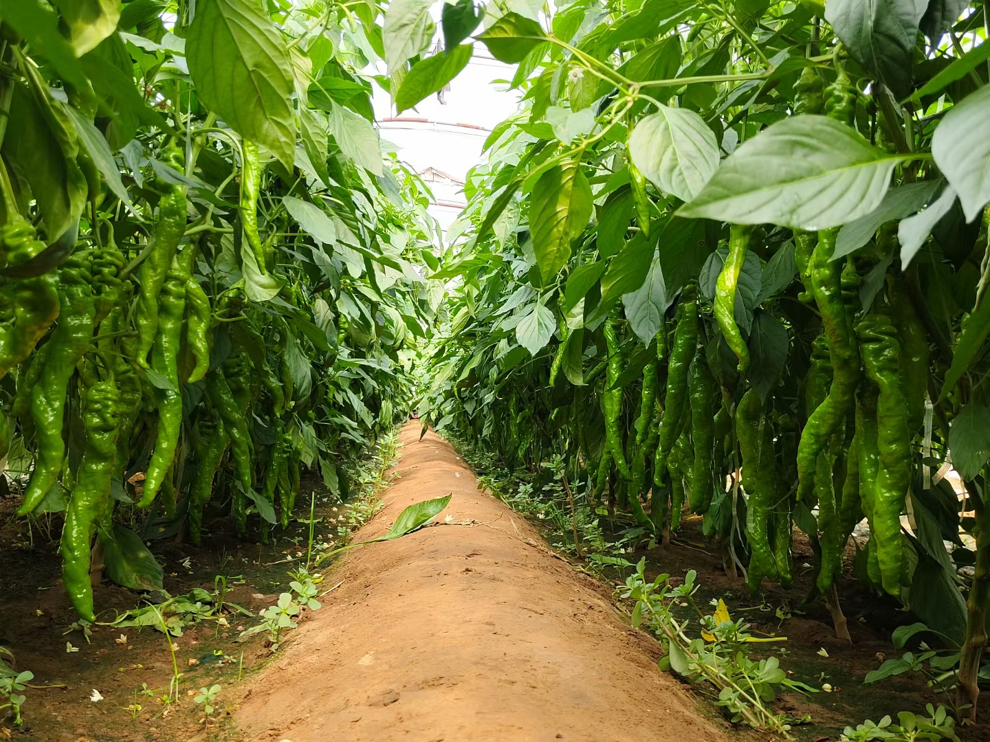 陇椒种植基地航拍图