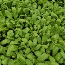 精品蓬花菜，大叶茼蒿，剪头茼蒿！