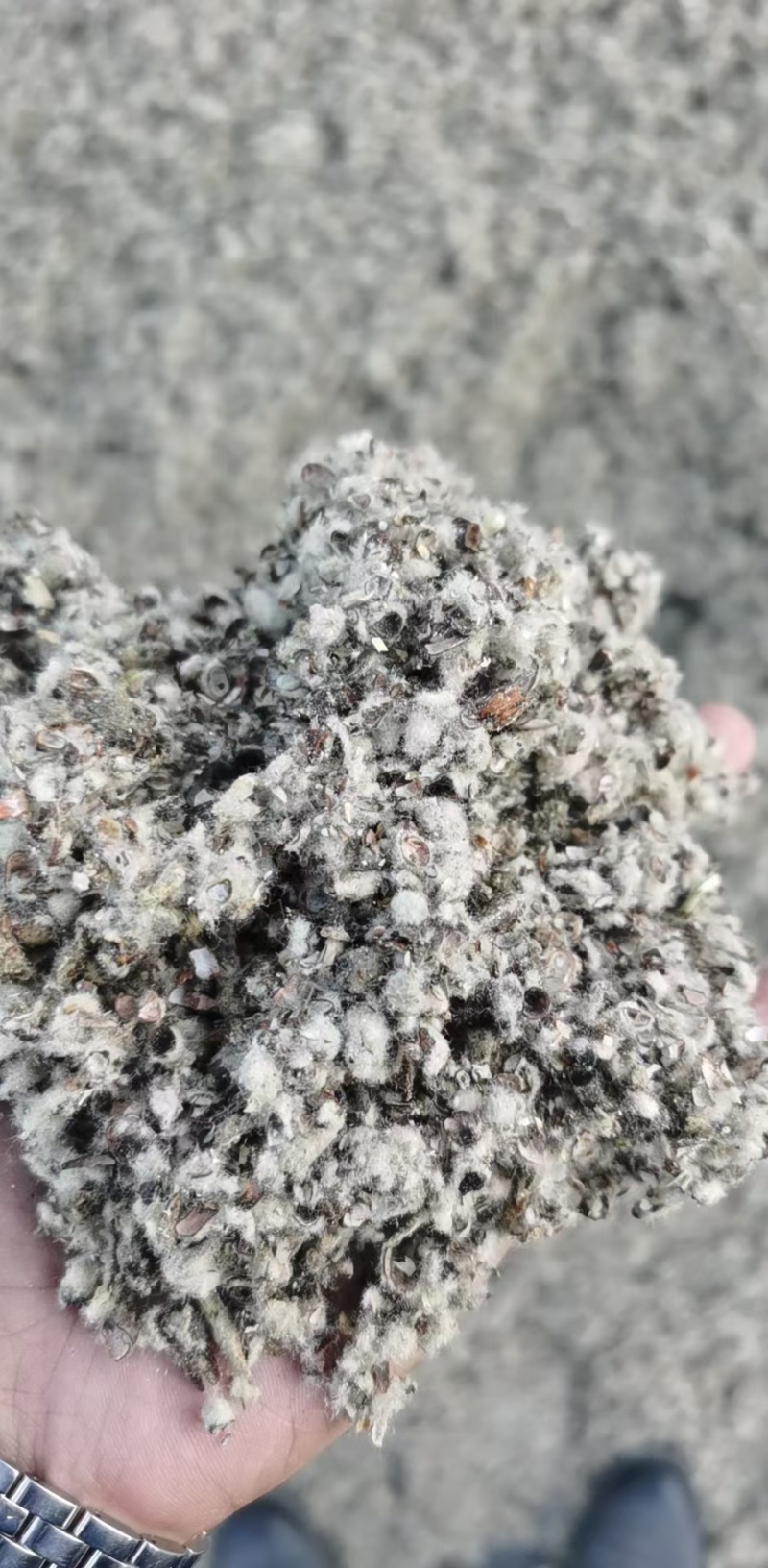 新疆棉籽壳一手货源中壳中绒保证质量全国发货