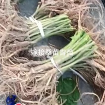 蚕桑苗