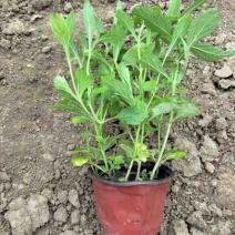 马鞭草马鞭草苗花海花卉种苗基地直发