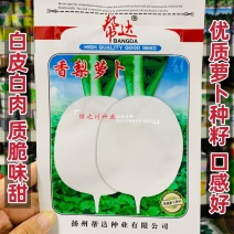 口感脆甜白萝卜种子新品种白皮白肉萝卜种子秋季萝卜籽