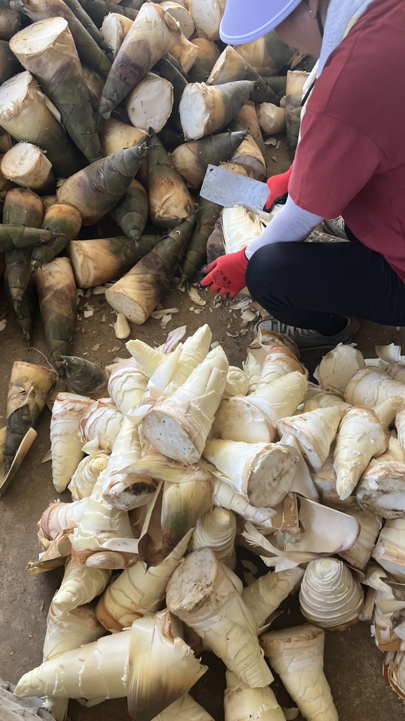 福建漳州华安县竹笋 1