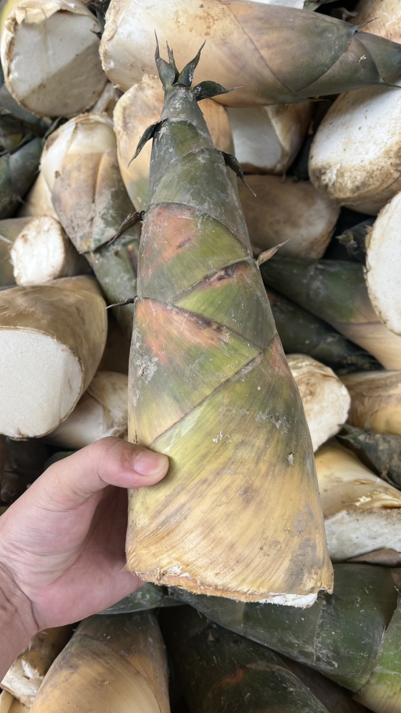 福建漳州华安县竹笋 1