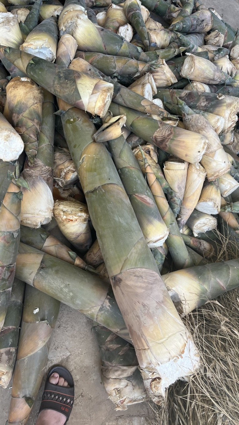 福建漳州华安县竹笋 1