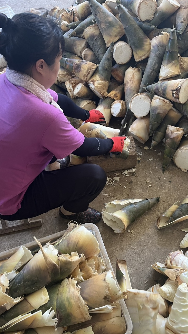 福建漳州华安县竹笋 1