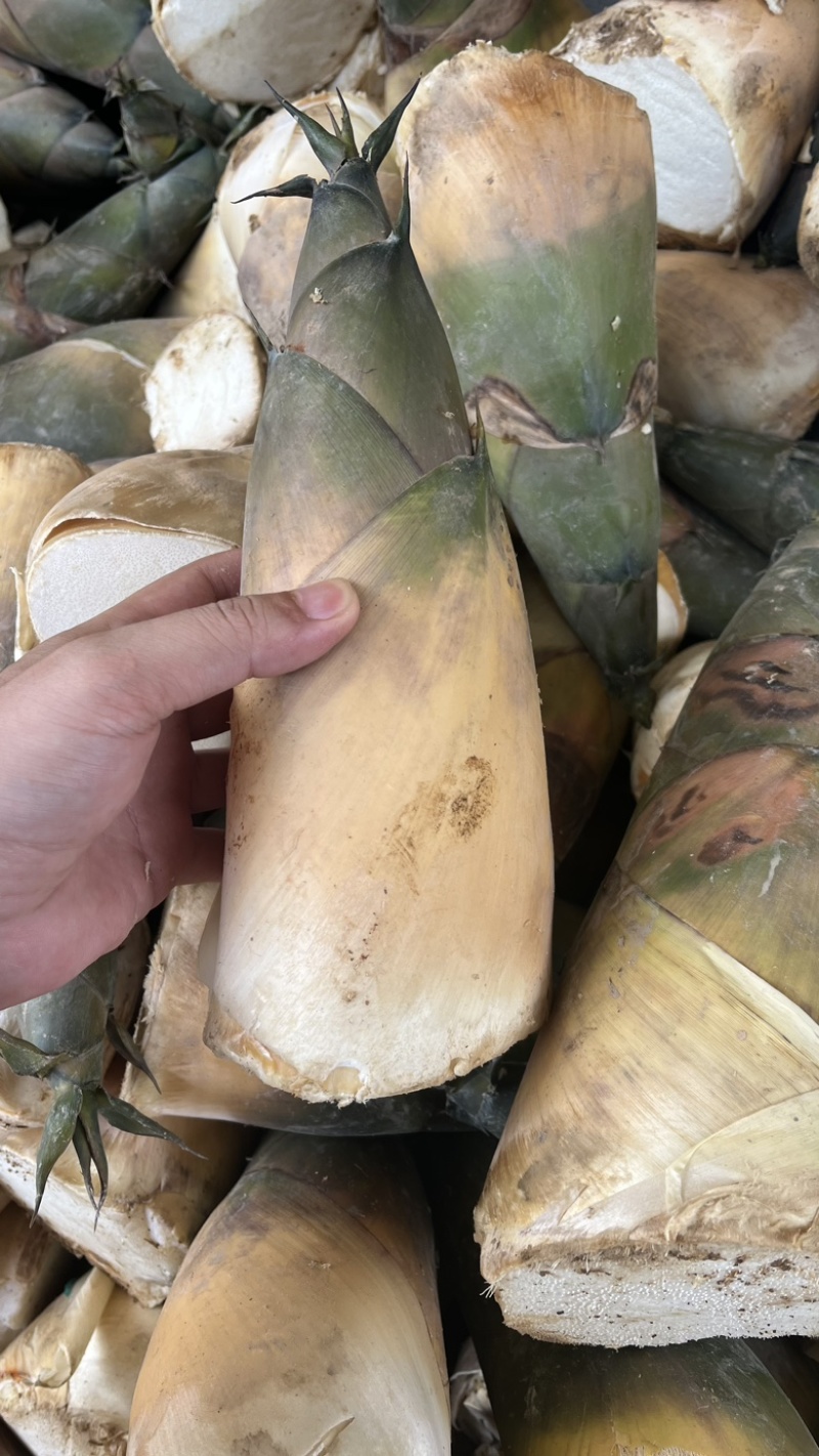 福建漳州华安县竹笋 1