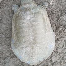 老甲鱼