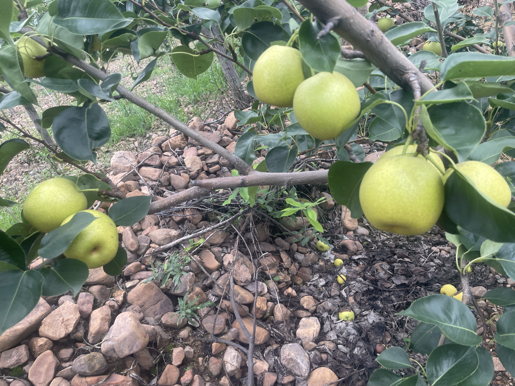 青皇冠梨采摘现场