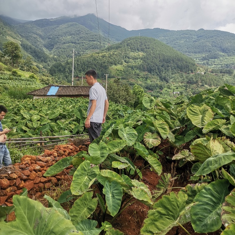 四川白芽芋头,市场走货,电商,平台直播代发均可对接合作