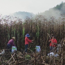 优质两年生白芷种子
