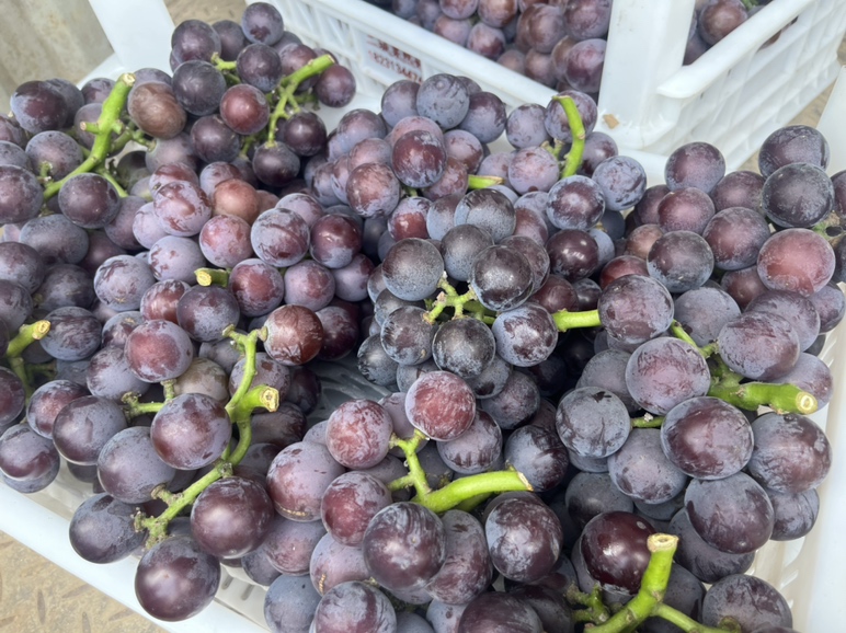 市场上的巨峰葡萄展示