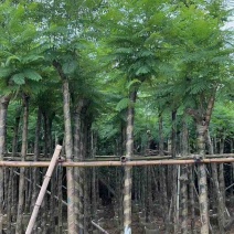 蓝花盈3-18分各种规格低价出售