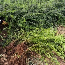 批发迎春花，迎春供应20公分到60公分多分支迎春花