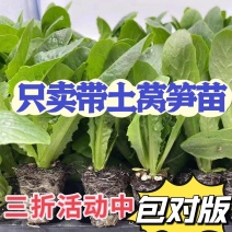 耐寒四季红莴苣苗秧苗青皮红叶紫莴笋苗批发价