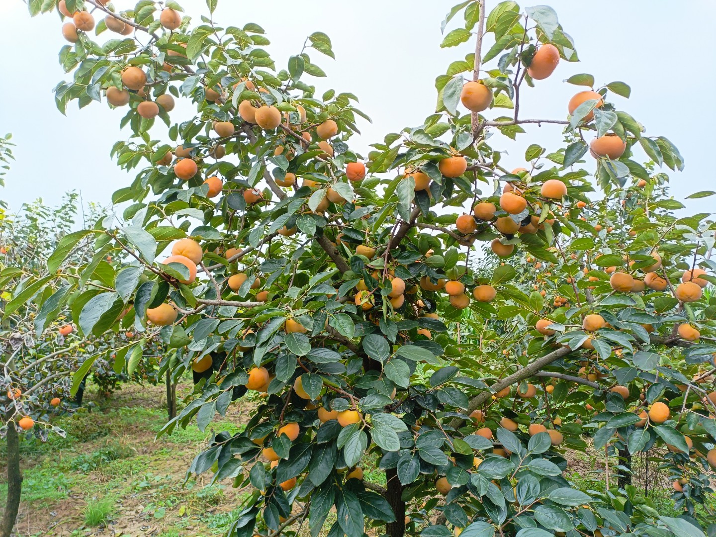 农民采摘甜柿场景