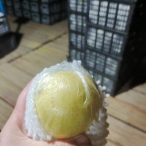落风梨大量有货，皮薄多汁，价格便宜