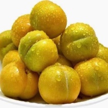 李子树枝条，早熟蜂糖李嫁接枝条，端午节成熟。